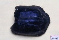 藏品(龜鼈化石)的圖片